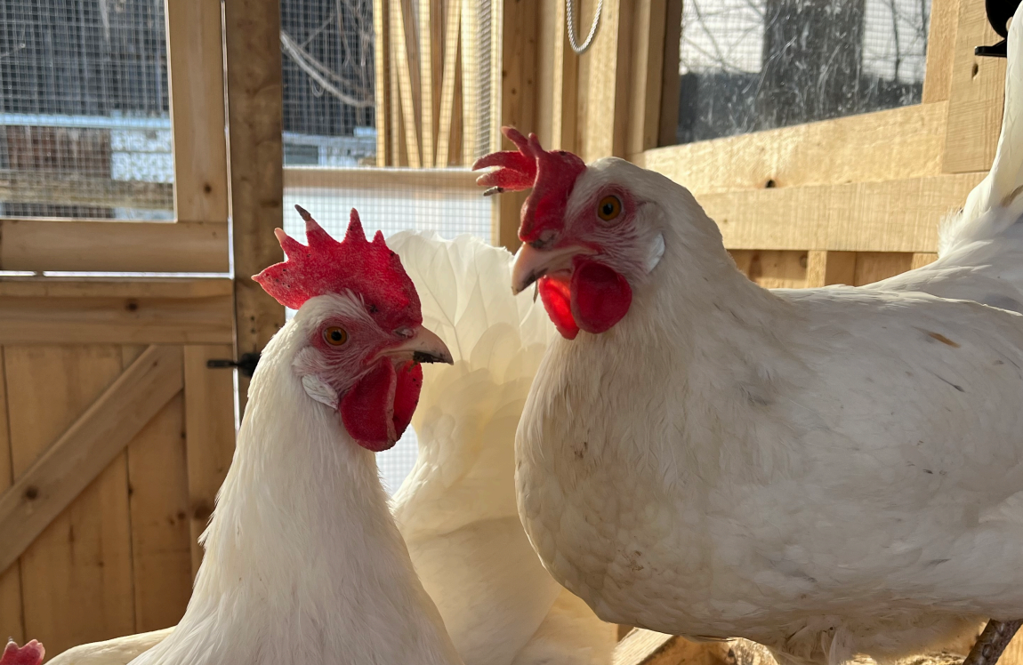 Hearts Desire Farm hens laying eggs