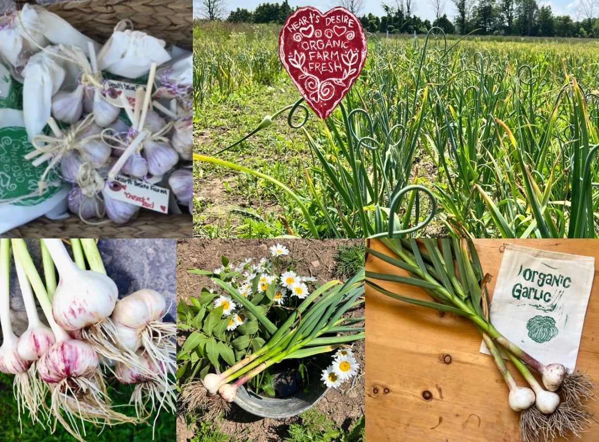 Hearts Desire Farm organic garlic 20+ varieties in Collingwood
