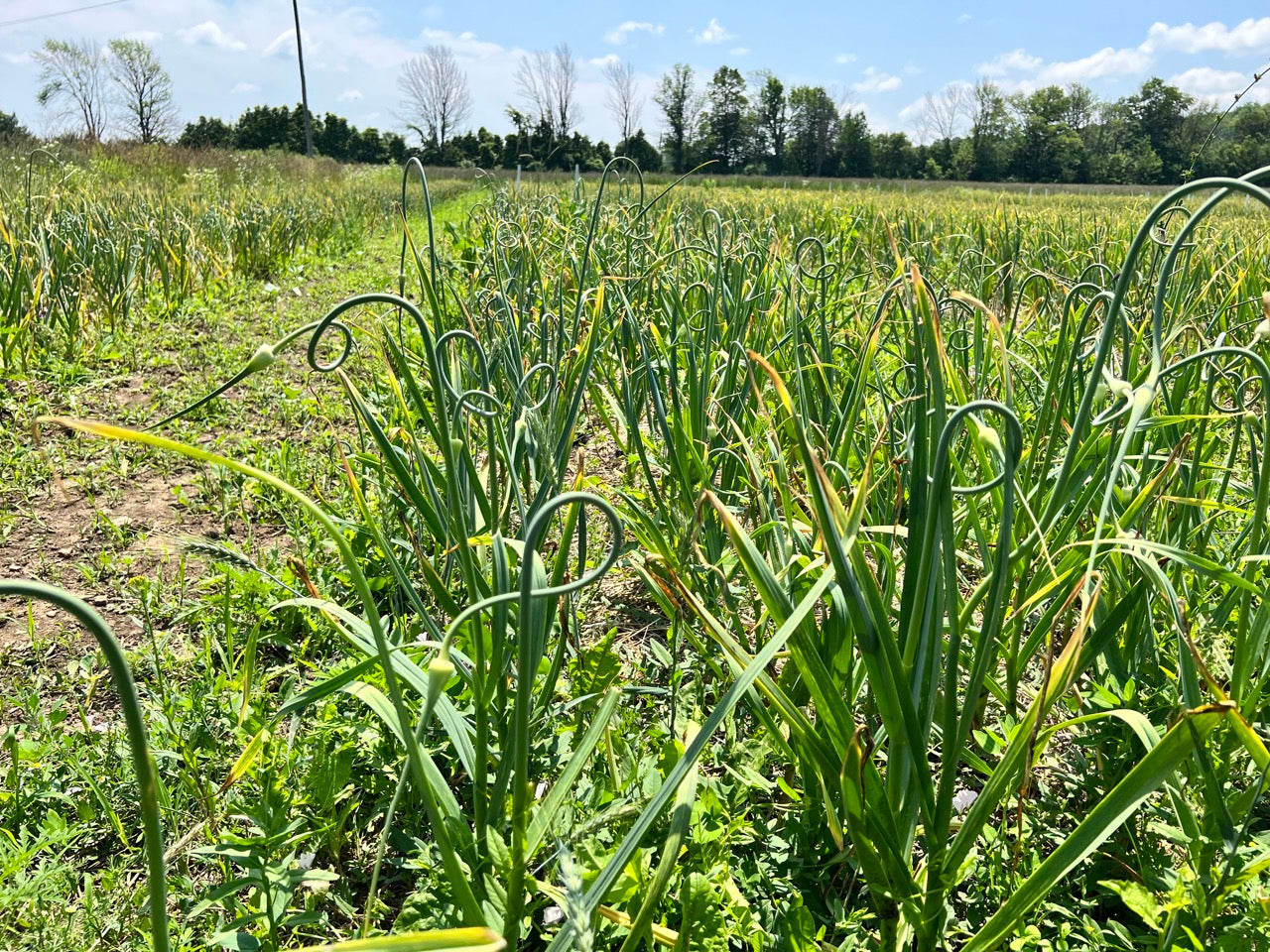 Garlic Scapes