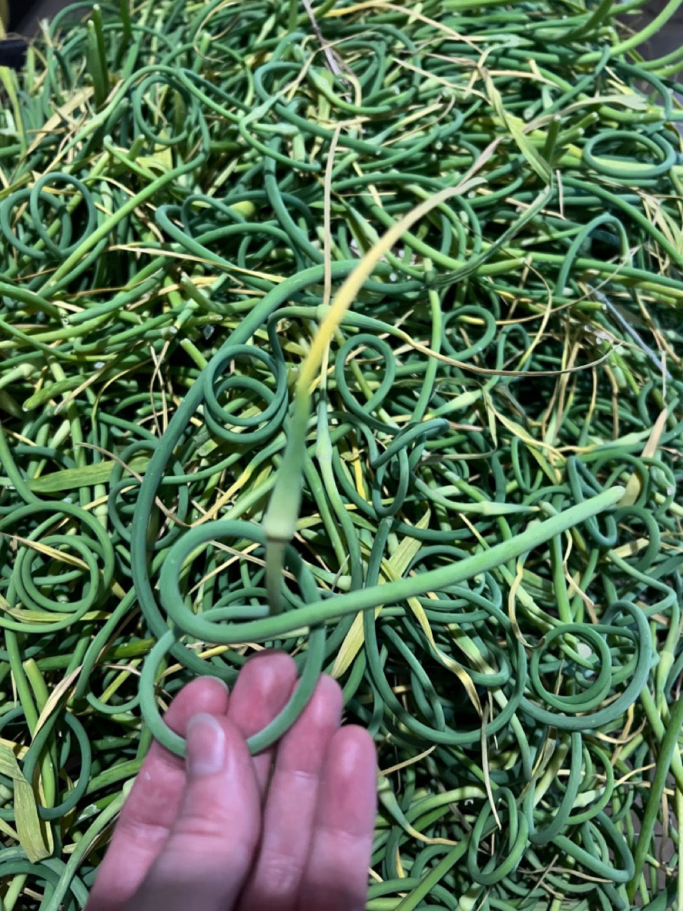 Garlic Scapes