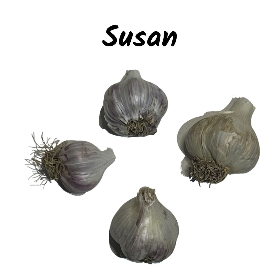 Garlic: Susan